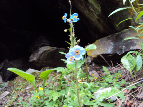 The valley has many rare plants. The Himalayan poppy The valley many rare plants. The Himalayan poppy