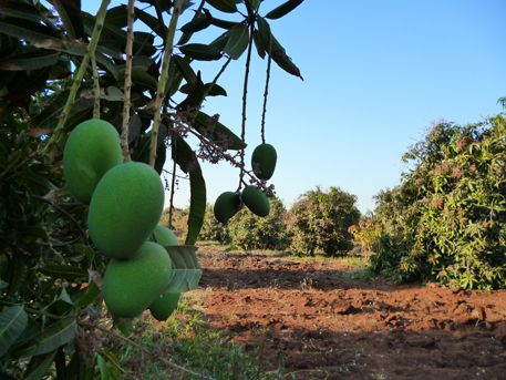Farmers in Mithi Virdi and adjoining villages harvest up to three crops a year and earn well Farmers in Mithi Virdi and adjoining villages harvest up to three crops a year and earn well