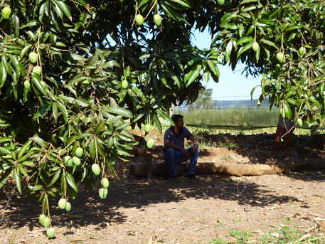 Sukhdev Singh, a young engineer who acted as my interpreter, says his mango orchard is the best place to relax and watch children play as a cool breeze blows. He does not want to lose any of it to a nuclear power plant Sukhdev Singh, a young engineer who acted as my interpreter, says his mango orchard is the best place to relax and watch children play as a cool breeze blows. He does not want to lose any of it to a nuclear power plant