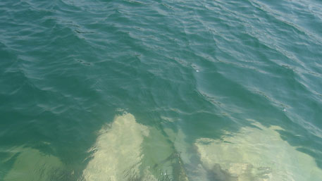 The lake water is visibly clear, with minimal inhabitation and pollution in the catchment The lake water is visibly clear, with minimal inhabitation and pollution in the catchment
