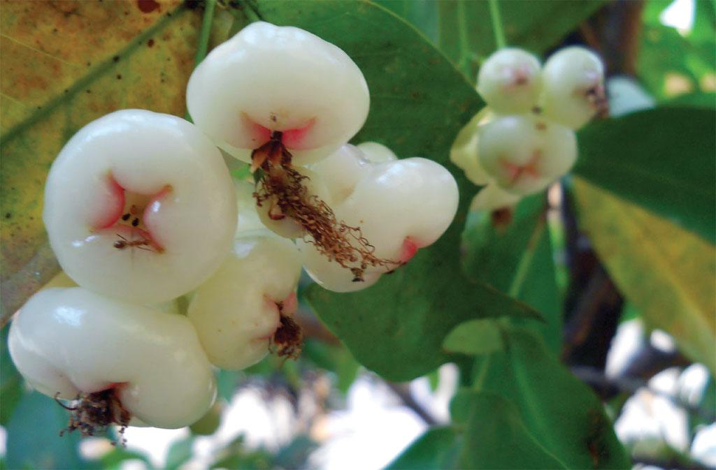 सेहत और स्वाद की घंटियां