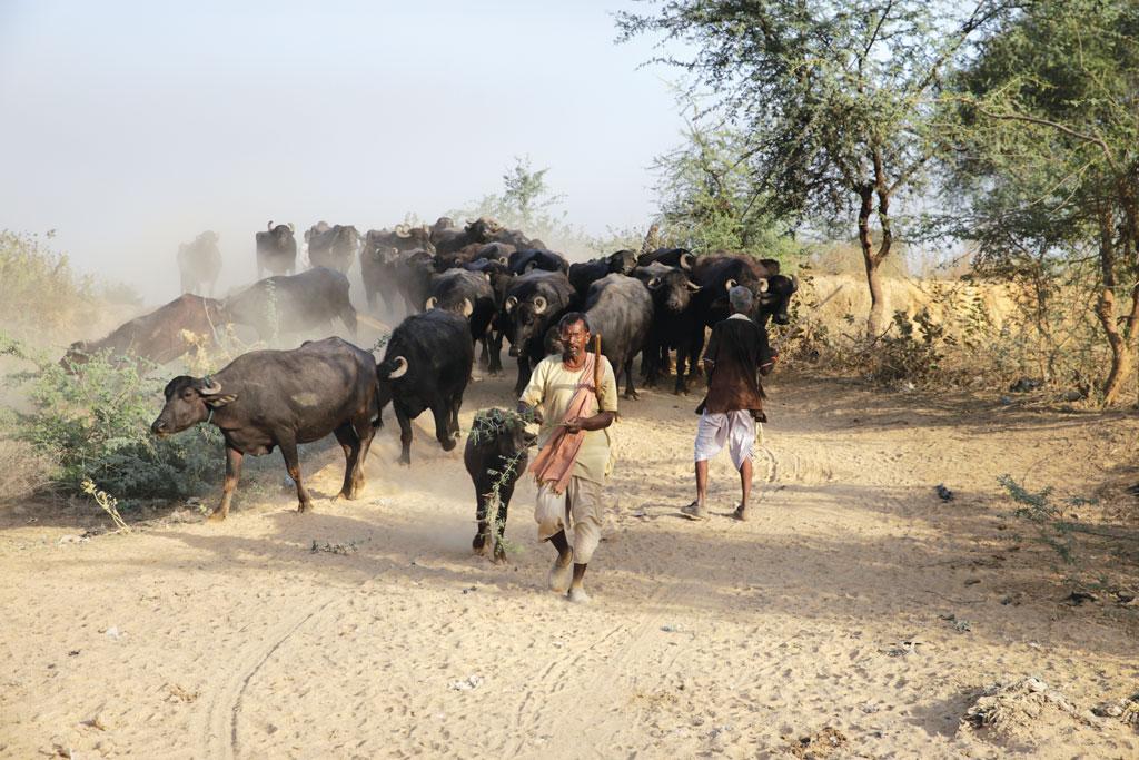 पशुपालन गांव की अर्थव्यवस्था का एक अभिन्न अंग है। सभी छोटे-बड़े किसान अपनी आय के पूरक के तौर पर मवेशी रखते हैं पशुपालन गांव की अर्थव्यवस्था का एक अभिन्न अंग है। सभी छोटे-बड़े किसान अपनी आय के पूरक के तौर पर मवेशी रखते हैं