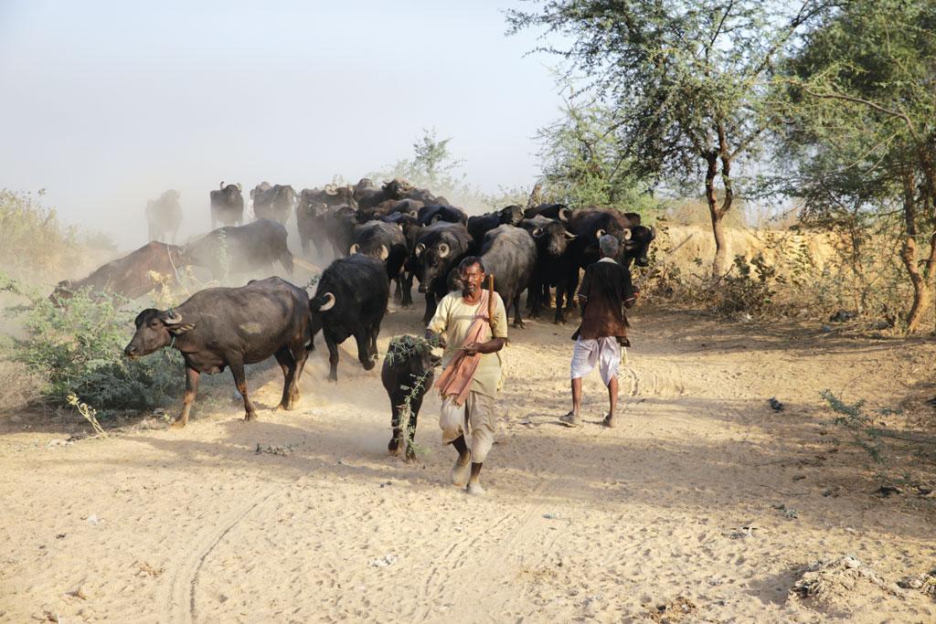 पशुपालन गांव की अर्थव्यवस्था का एक अभिन्न अंग है। सभी छोटे-बड़े किसान अपनी आय के पूरक के तौर पर मवेशी रखते हैं