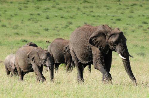 Half of Africa’s savanna elephants may disappear in less than a decade Half of Africa’s savanna elephants may disappear in less than a decade