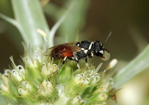 Bees enter US endangered species list for the first time Bees enter US endangered species list for the first time