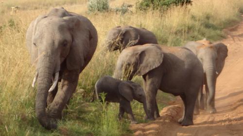 Impact of climate change on wildlife far greater than we thought: study Impact of climate change on wildlife far greater than we thought: study
