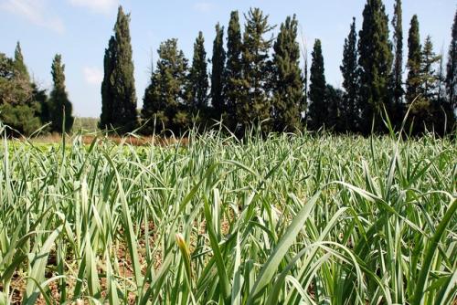 Agricultural transformation vital to produce 50% more food in 2050 Agricultural transformation vital to produce 50% more food in 2050