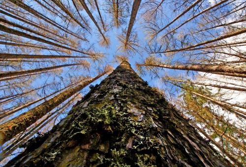 Globally, over 15 per cent of all tree species face extinction threat Globally, over 15 per cent of all tree species face extinction threat