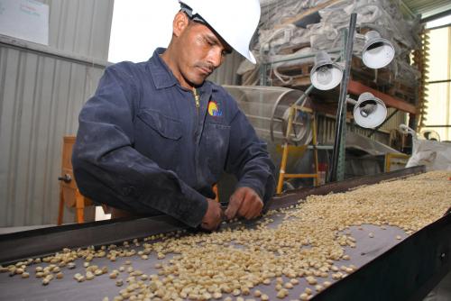 New global standard adopted for making trade in plants and seeds safer New global standard adopted for making trade in plants and seeds safer