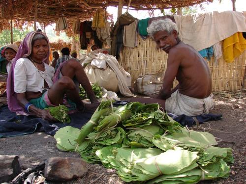 Madhya Pradesh forest department violates FRA, seizes tendu leaves from tribals Madhya Pradesh forest department violates FRA, seizes tendu leaves from tribals