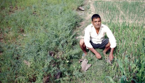 New farming technique helps resist flood and drought in Gorakhpur New farming technique helps resist flood and drought in Gorakhpur