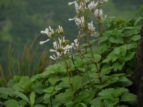 Rare plant species rediscovered in Western Ghats after more than 100 years Rare plant species rediscovered in Western Ghats after more than 100 years