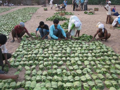 Odisha tribals to sell kendu leaves and exercise their forest rights Odisha tribals to sell kendu leaves and exercise their forest rights