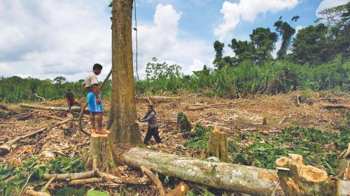 India's demand for teak wood endangers Ecuador's rainforests India's demand for teak wood endangers Ecuador's rainforests
