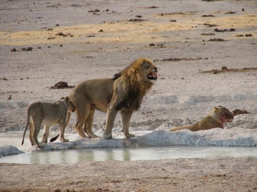 Zimbabwe lifts ban on lion hunting Zimbabwe lifts ban on lion hunting