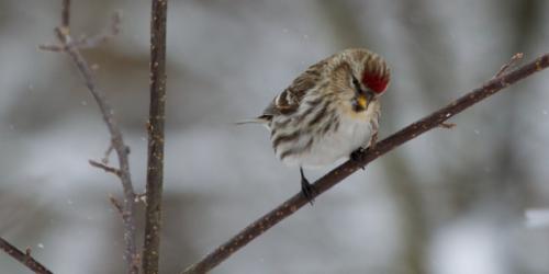 There is more to declining bird numbers than just climate change There is more to declining bird numbers than just climate change