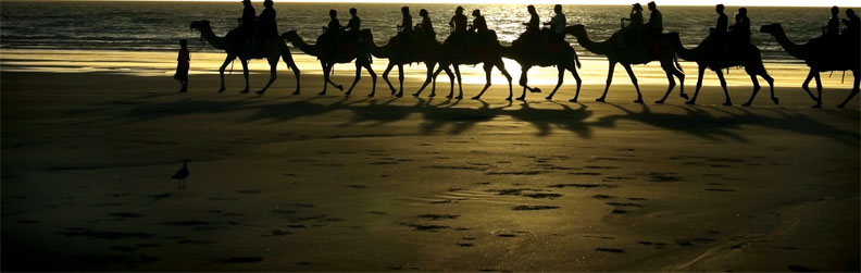 Between the 1860s and 1920s, 20,000 camels arrived in Australia and they were an integral part of scientific expeditions (THINKSTOCK) Between the 1860s and 1920s, 20,000 camels arrived in Australia and they were an integral part of scientific expeditions (THINKSTOCK)