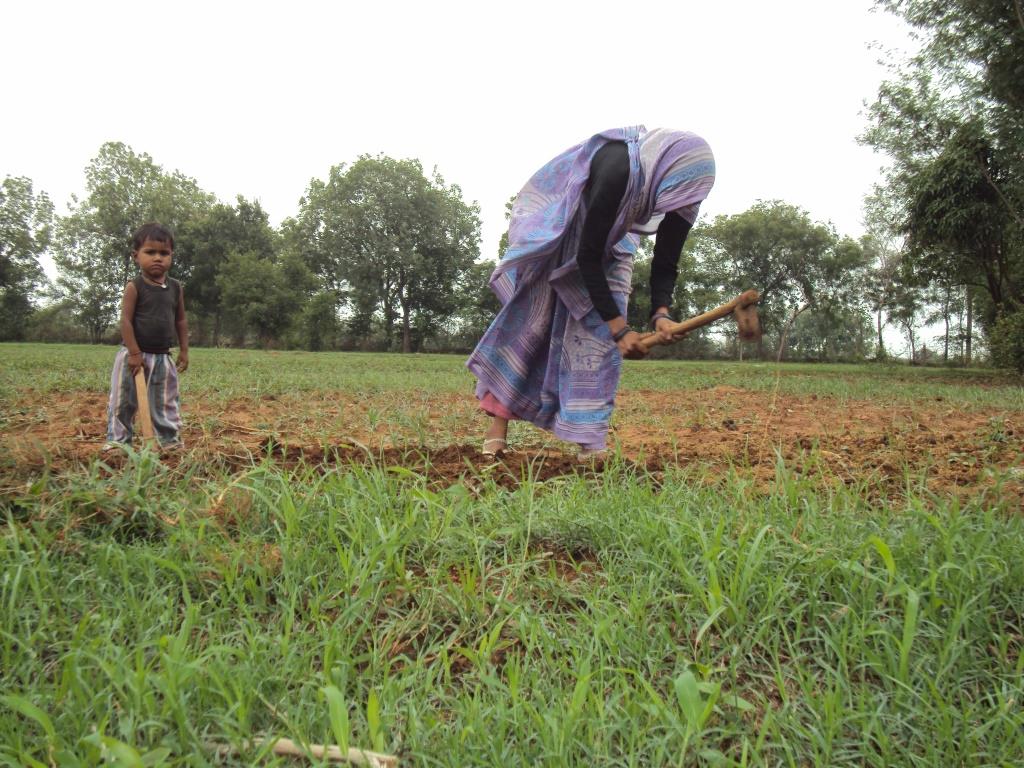 Now, more than ever, farmers in India need safety nets to overcome the vulnerabilities induced by frequent weather anomalies (Photo: Jitendra Choubey) Photo: Jitendra Choubey