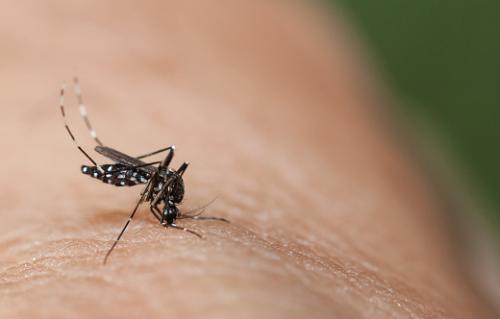 Zika, dengue, yellow fever: what are flaviviruses? Zika, dengue, yellow fever: what are flaviviruses?