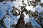 EcoCheck: Australia's Southwest jarrah forests have lost their iconic giants