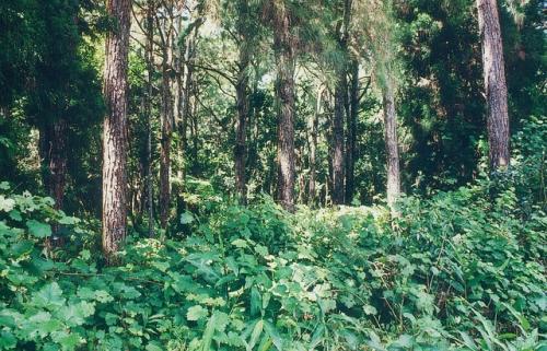 Study says large animals important for carbon storage in tropical forests Study says large animals important for carbon storage in tropical forests