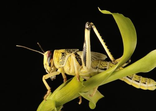 Torrential rainfall, cyclone may favour locust surge: FAO Torrential rainfall, cyclone may favour locust surge: FAO