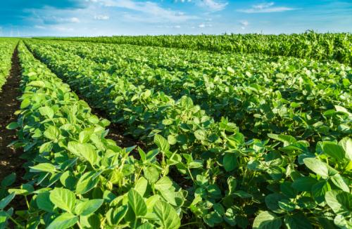 European Parliament opposes import of three herbicide-resistant GM crops European Parliament opposes import of three herbicide-resistant GM crops