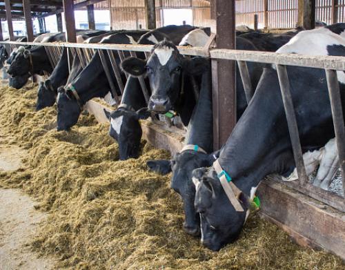 Aid package not enough, say Europe’s struggling farmers Aid package not enough, say Europe’s struggling farmers