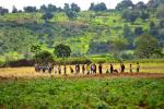 Agriculture key to achieving lasting peace in Central African Republic