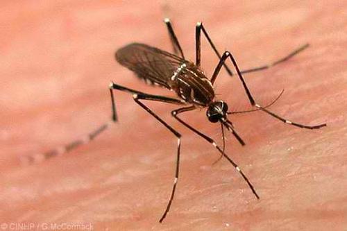 Dengue outbreak: Infighting between Delhi government and municipal corporation blamed Dengue outbreak: Infighting between Delhi government and municipal corporation blamed