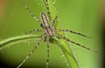 Six new spider species discovered in the Western Ghats