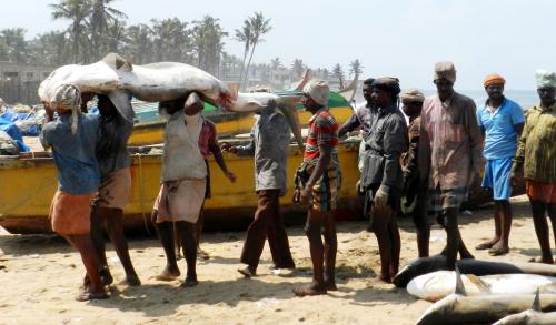 India needs a national action plan soon to conserve sharks: scientists India needs a national action plan soon to conserve sharks: scientists