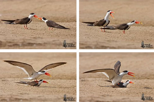 The male skimmer offers his potential mate a fish, she accepts it and only then allows him to mate (Photograph: Ingo Waschkies) The male skimmer offers his potential mate a fish, she accepts it and only then allows him to mate (Photograph: Ingo Waschkies)