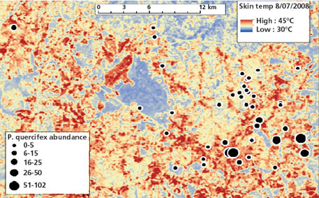 A thermal map of the scale insect population in Raleigh, US. It is known as the “City of Oaks” for its many oak trees