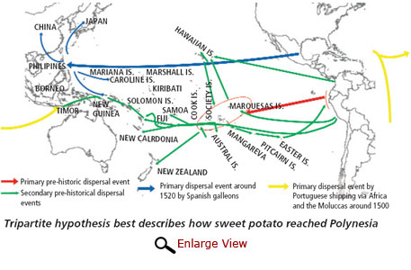 Tripartite hypothesis best describes how sweet potato reached Polynesia