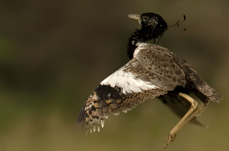 Fewer than 2,500 Lesser Floricans survive in the world; their breeding is restricted to Gujarat, Rajasthan, Maharashtra and western Madhya Pradesh (Photo: Ramki Sreenivasan / Conservation India) Lesser Floricans