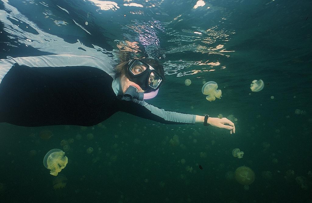 Oceans may too acidic for animals to smell their way around