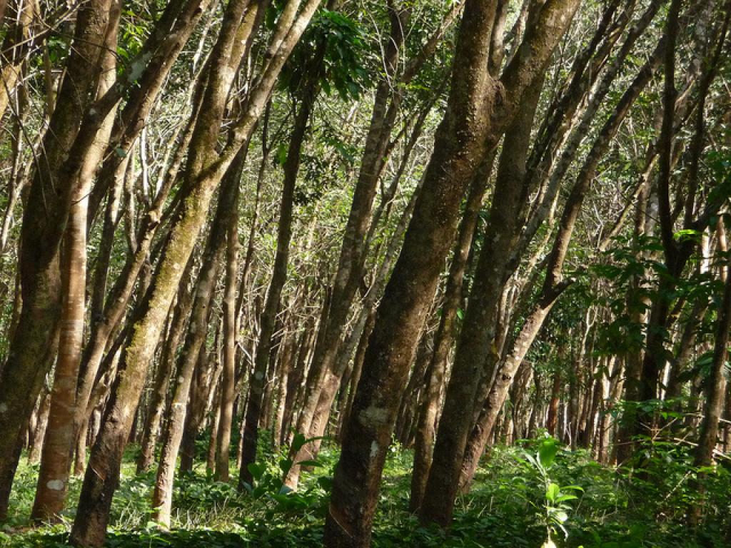 Myanmar will import timber to save its own forests