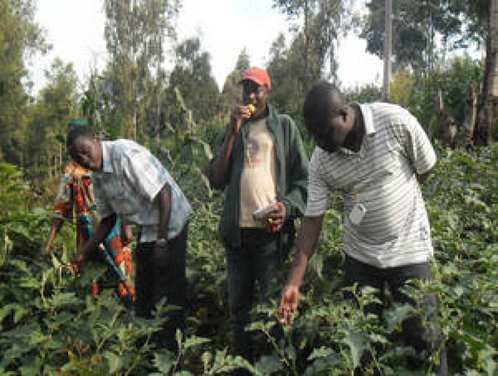 Burundi's sustainability lies in embracing integration in agriculture