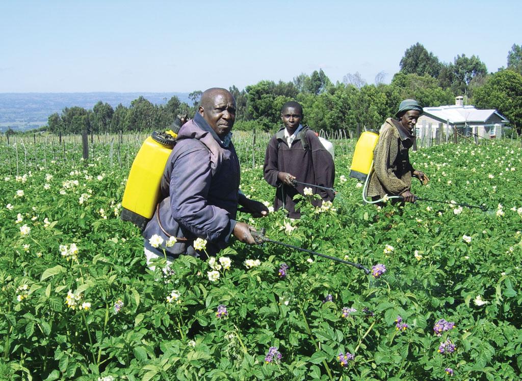 Farmers near the lake spray water on Irish potato. Nyandarua county is known as the bread basket of Kenya for its high production of potato, cabbage, maize and bean Farmers near the lake spray water on Irish potato. Nyandarua county is known as the bread basket of Kenya for its high production of potato, cabbage, maize and bean