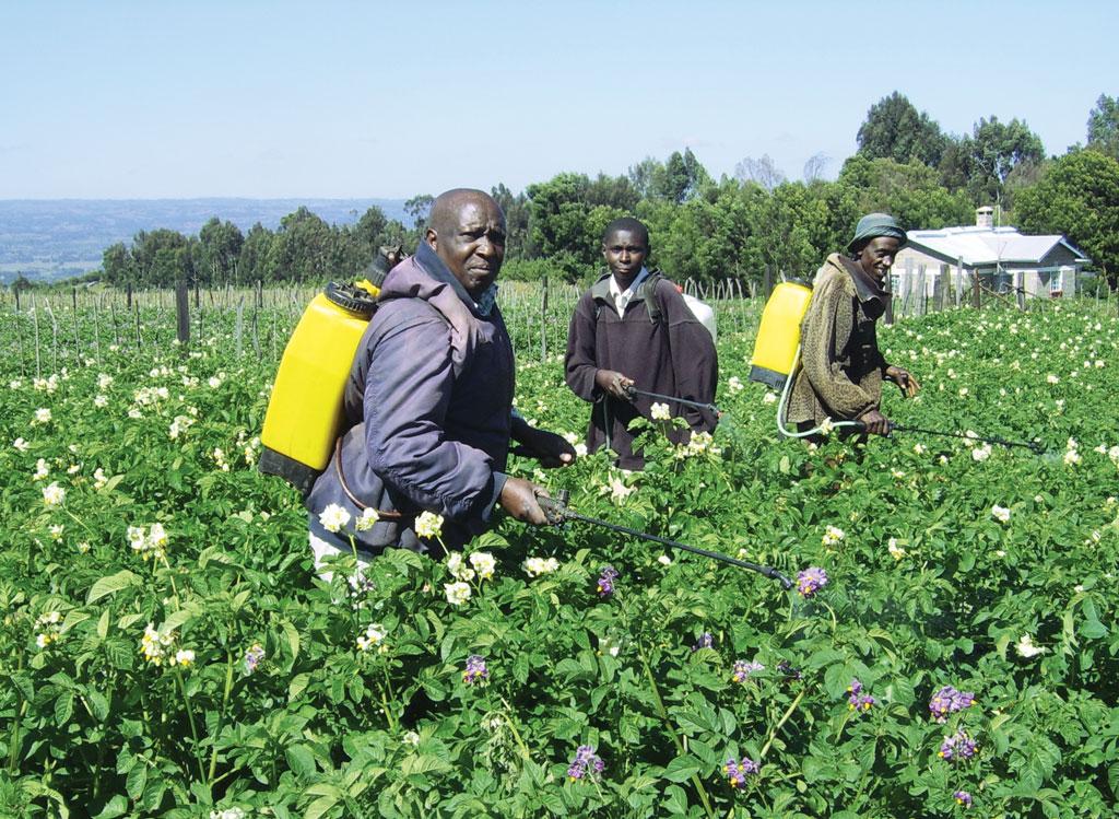 Farmers near the lake spray water on Irish potato. Nyandarua county is known as the bread basket of Kenya for its high production of potato, cabbage, maize and bean