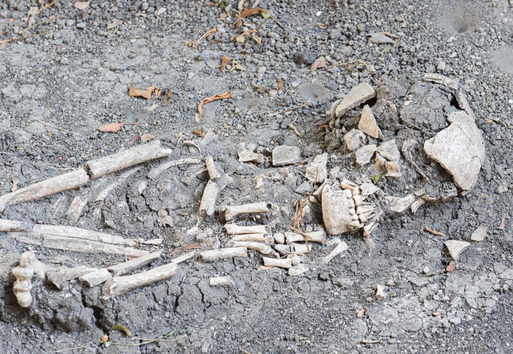 Fossil evidence definition picture