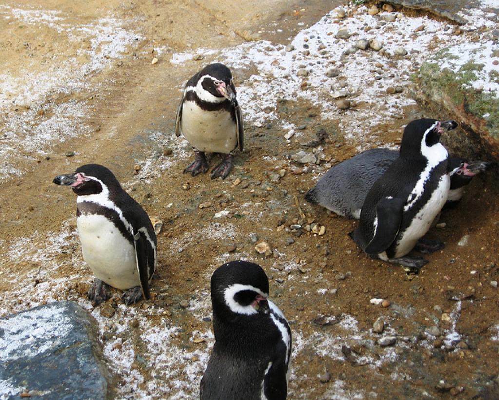 Penguin fight understanding animal contest behaviour in five easy steps Penguin fight understanding animal contest behaviour in five easy steps