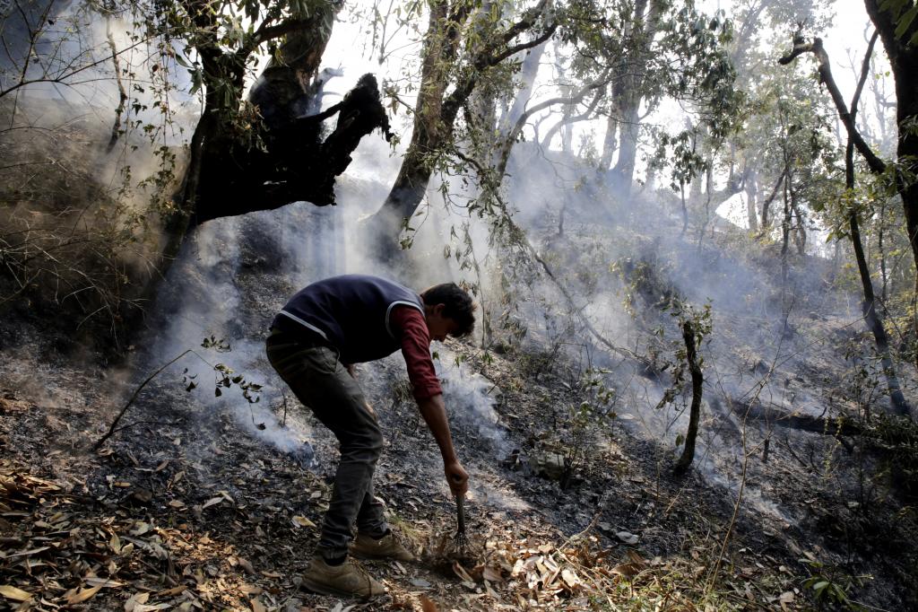 Clear And Collect Chir Pine Needles To Prevent Forest Fires