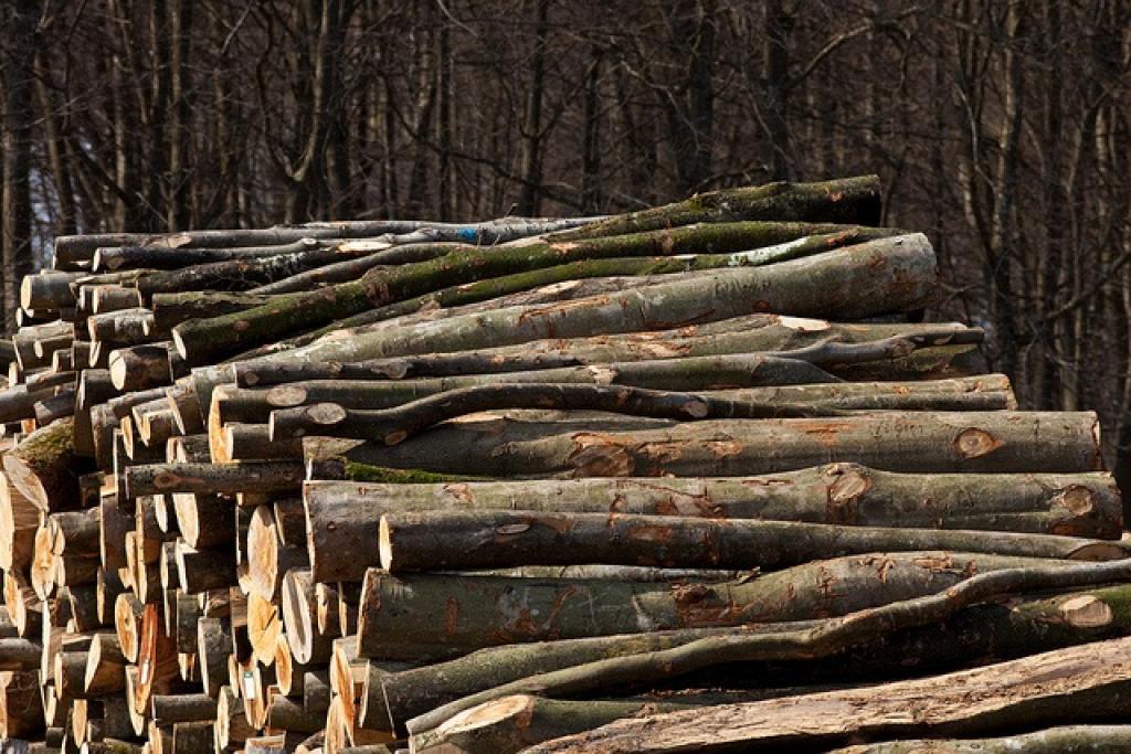 Corruption in timber trade fuels deforestation, biodiversity loss