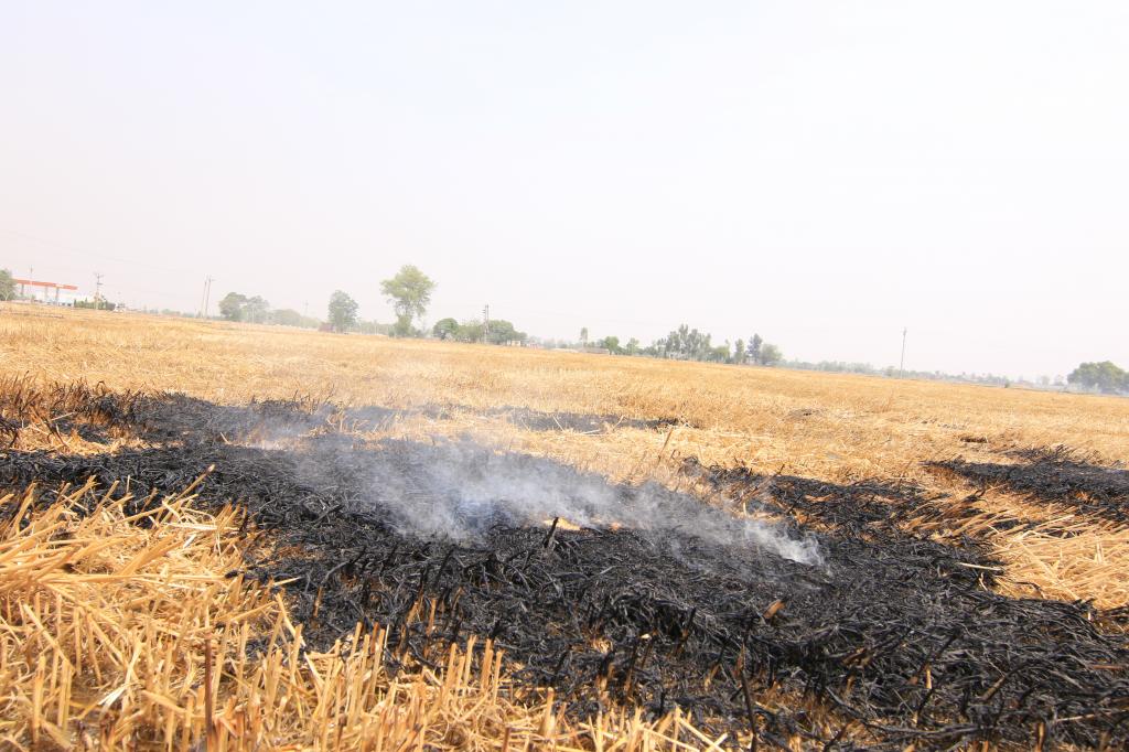 The number of recorded farm fires from September 21-November 9, 2020 in Punjab alone was 62,844. Photo: Sunny Gautam The number of recorded farm fires from September 21-November 9, 2020 in Punjab alone was 62,844. Photo: Sunny Gautam