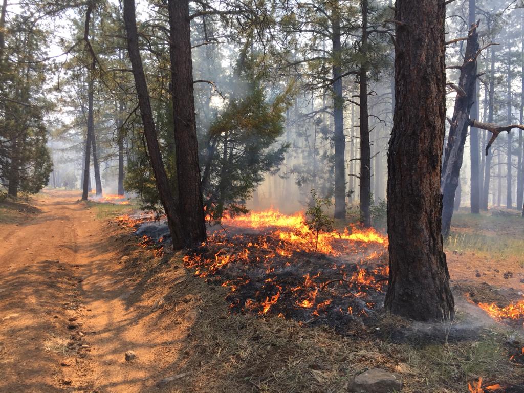 Scientists suggest early warning system for forest fires