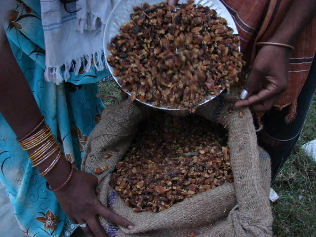 Revised guidelines heavily cut down the MSP for important MFPs, including mahua seeds. Credit: Kumar Sambhav Shrivastava / CSE Revised guidelines heavily cut down the MSP for important MFPs, including mahua seeds. Credit: Kumar Sambhav Shrivastava / CSE