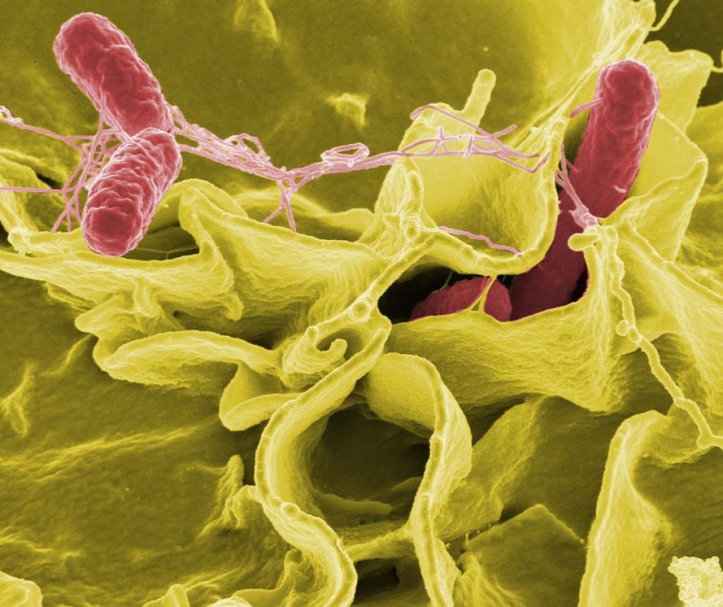 The bacteria inhibits the growth of Salmonella (above), the organism that causes food poisoning