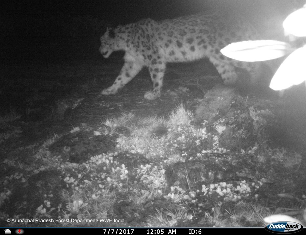 Camera trap captures snow leopard in high altitude region of Arunachal
